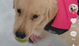 最新宠物爆料视频下载,视频下载背后的精彩瞬间