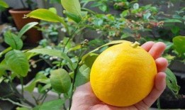 在线观看柠檬,一场视觉与味觉的盛宴